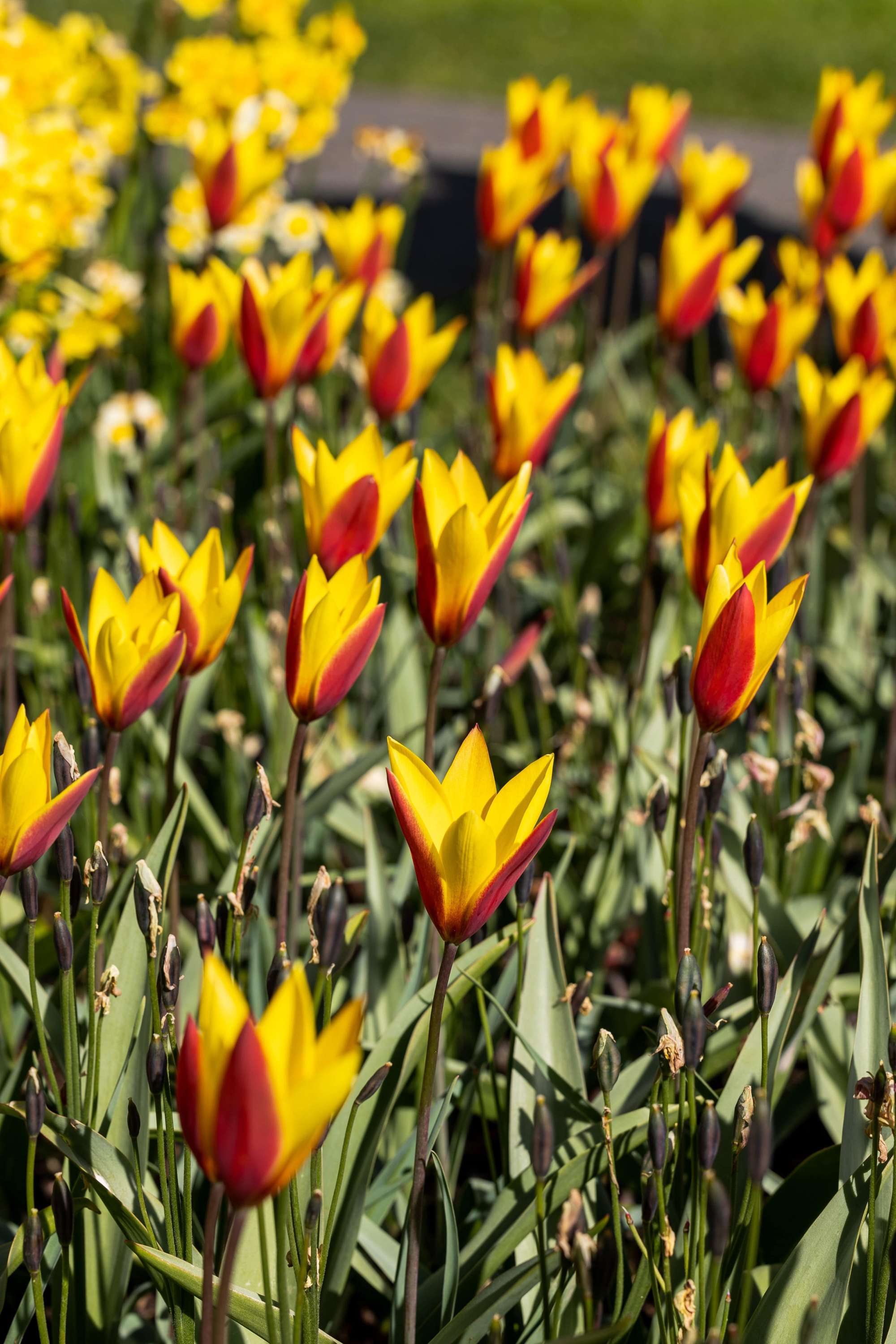 Tulpe 'Tubergens Gem'